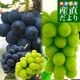 長野県産 高級ハウス栽培　シャインマスカット＆ナガノパープル 各1房入 約1キロ(約500g×2房) ぶどう ブドウ　葡萄 送料無料