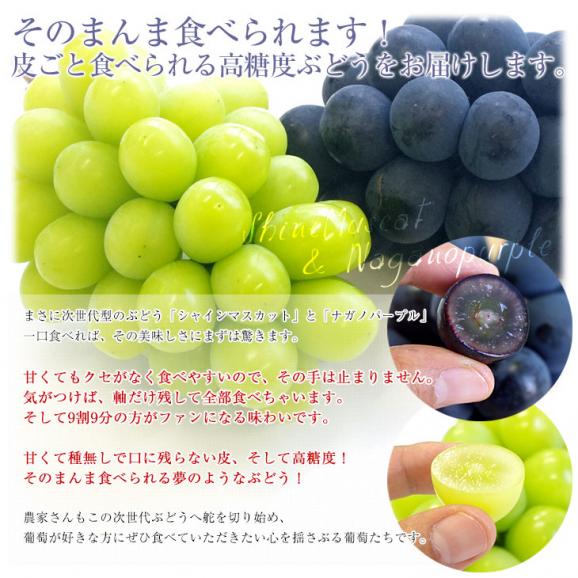 長野県産 高級ハウス栽培　シャインマスカット＆ナガノパープル 各1房入 約1キロ(約500g×2房) ぶどう ブドウ　葡萄 送料無料04
