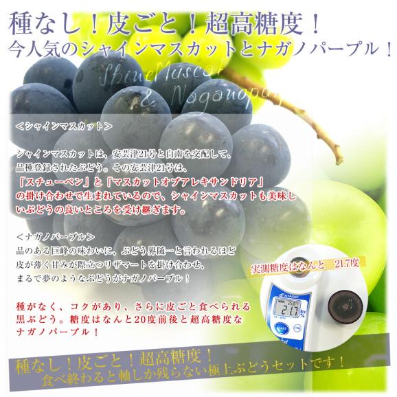 長野県産 高級ハウス栽培　シャインマスカット＆ナガノパープル 各1房入 約1キロ(約500g×2房) ぶどう ブドウ　葡萄 送料無料05