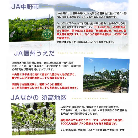 長野県産 高級ハウス栽培　シャインマスカット＆ナガノパープル 各1房入 約1キロ(約500g×2房) ぶどう ブドウ　葡萄 送料無料06