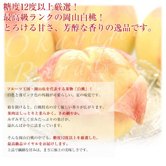 岡山県 JA全農おかやま 岡山白桃 等級：ロイヤル 約1.7キロ（6玉）送料無料 もも モモ はくとう ピーチ ギフト 夏ギフト お中元 御中元04