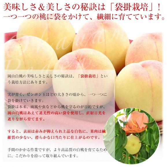 岡山県 JA全農おかやま 岡山白桃 等級：ロイヤル 約1.7キロ（6玉）送料無料 もも モモ はくとう ピーチ ギフト 夏ギフト お中元 御中元05