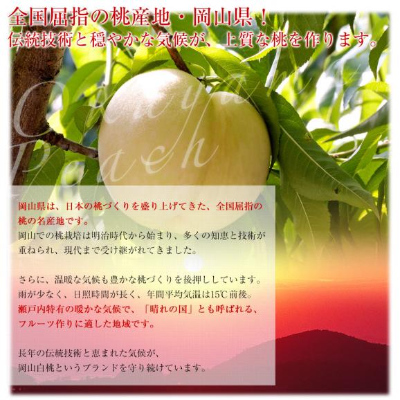 岡山県 JA全農おかやま 岡山白桃 等級：ロイヤル 約1.7キロ（6玉）送料無料 もも モモ はくとう ピーチ ギフト 夏ギフト お中元 御中元06