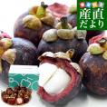 タイ産 マンゴスチン 合計約950g(15玉前後入り) 送料無料 クール便 果実の女王 世界三大美果物 トロピカルフルーツ まんごすちん