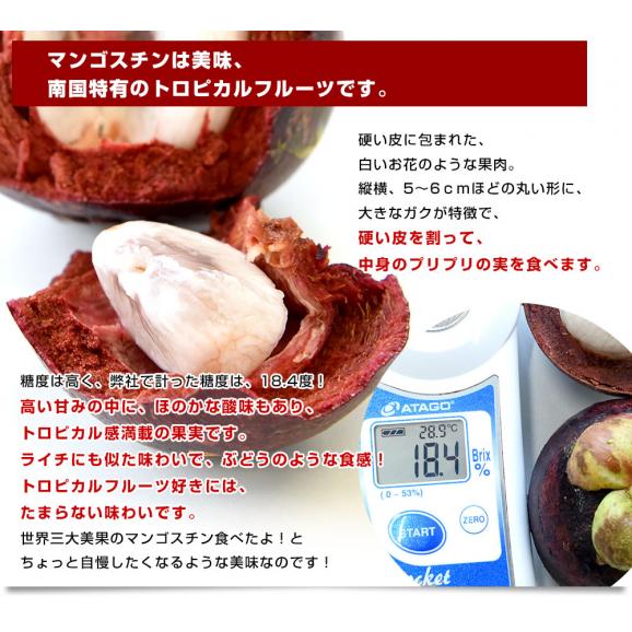 楽天市場】タイ産 マンゴスチン 合計約950g(15玉前後入り) 送料