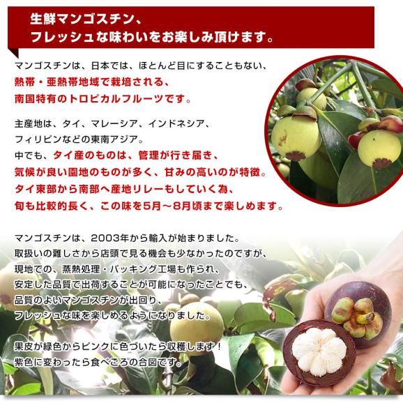 タイ産 マンゴスチン 合計約950g(15玉前後入り) 送料無料 クール便 果実の女王 世界三大美果物 トロピカルフルーツ まんごすちん05