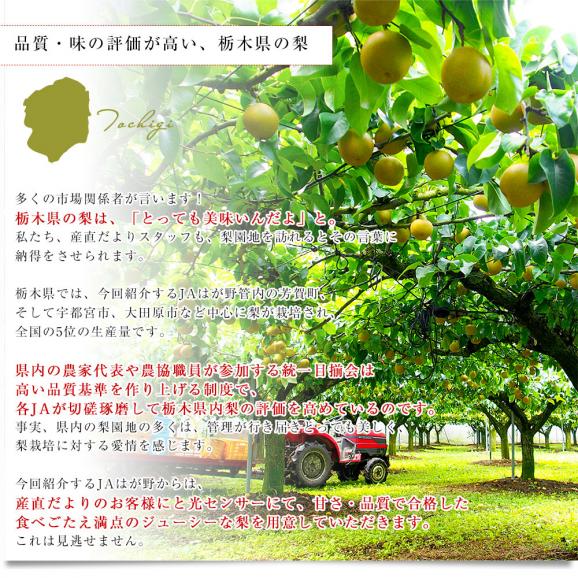 【遅れてごめんね敬老の日ギフト】栃木県産 「梨」品種：豊水またはあきづき梨 優品以上 約1.8キロ(6玉入り) 送料無料 なし ナシ 敬老の日ギフト05
