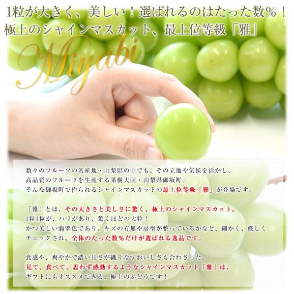 山梨県産  JAふえふき御坂支所 シャインマスカット 最上位等級「雅」約1.4キロ(2房入り）送料無料 大房 大粒 ぶどう マスカット ギフト04