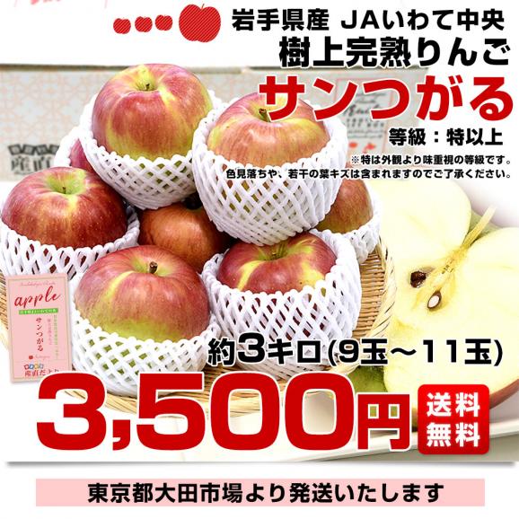 岩手県産 JAいわて中央 樹上完熟りんご「サンつがる」等級：特以上 約3キロ（9玉から11玉入り）送料無料 林檎 リンゴ03