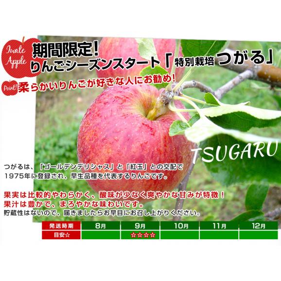 岩手県産 JAいわて中央 特別栽培りんご「つがる」等級：特以上 約3キロ（8玉から13玉入り）送料無料 林檎 リンゴ05