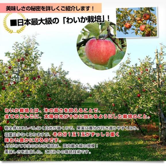 岩手県産 JAいわて中央 樹上完熟りんご「サンつがる」等級：特以上 約3キロ（9玉から11玉入り）送料無料 林檎 リンゴ06