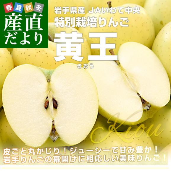 岩手県産 JAいわて中央 特別栽培りんご「黄王」等級：特以上 約3キロ（8玉から13玉入り）送料無料 林檎 リンゴ きおう 黄りんご02