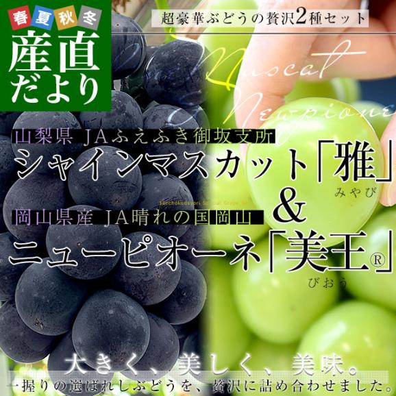 山梨県産 シャインマスカット「雅」＆岡山県産 ニューピオーネ「美王(R)」合計約1.3キロ(シャインマスカット1房約700ｇ　ニューピオーネ約600ｇ) 送料無料 02