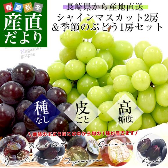 長崎県より産地直送 大型ぶどう 2種3房セット（シャインマスカット2房＆季節のぶどう1房）葡萄 ぶどう 送料無料02