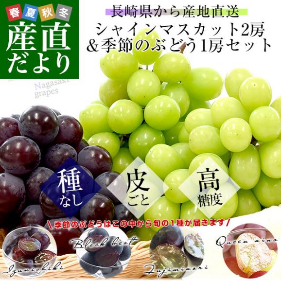 長崎県より産地直送 大型ぶどう 2種3房セット（シャインマスカット2房＆季節のぶどう1房）葡萄 ぶどう 送料無料02