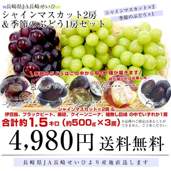 長崎県より産地直送 大型ぶどう 2種3房セット（シャインマスカット2房＆季節のぶどう1房）葡萄 ぶどう 送料無料03