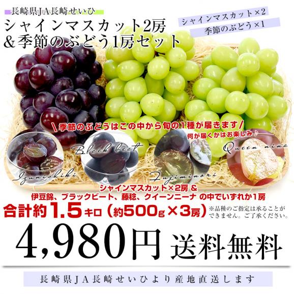 長崎県より産地直送 大型ぶどう 2種3房セット（シャインマスカット2房＆季節のぶどう1房）葡萄 ぶどう 送料無料03