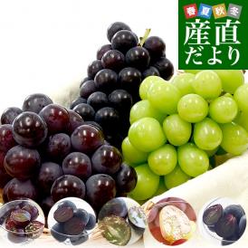 長崎県から産地直送 大型ぶどう 3種セット（シャインマスカット1房＆季節のぶどう2房）葡萄 ぶどう 送料無料