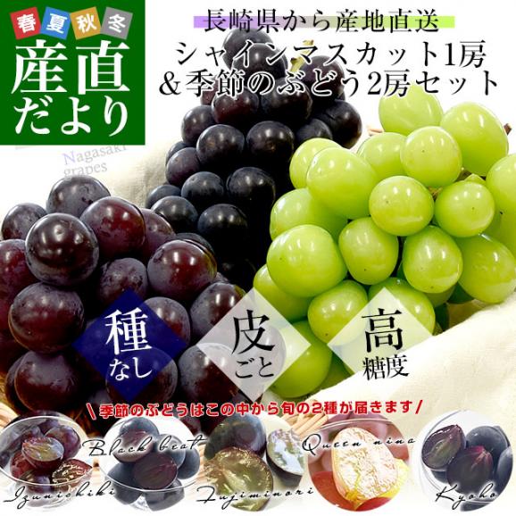 長崎県から産地直送 大型ぶどう 3種セット（シャインマスカット1房＆季節のぶどう2房）葡萄 ぶどう 送料無料02