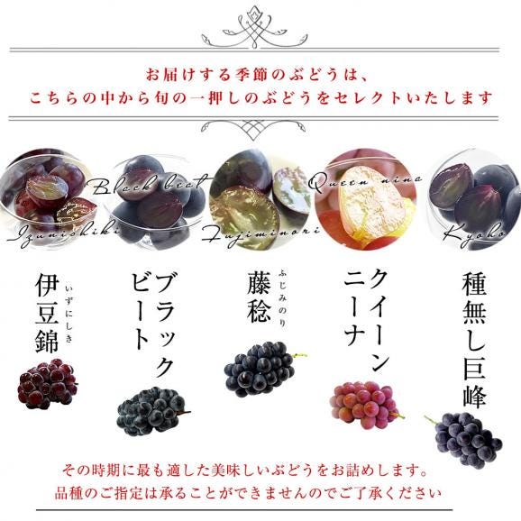 長崎県から産地直送 大型ぶどう 3種セット（シャインマスカット1房＆季節のぶどう2房）葡萄 ぶどう 送料無料04
