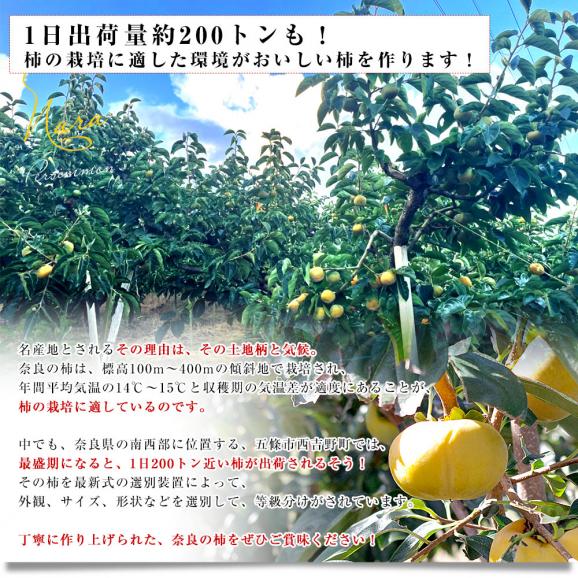 奈良県 JAならけん たねなし柿（刀根柿・平種無柿）優品以上 2LからLサイズ 約2.5キロ(10玉から12玉) 送料無料 柿 かき06