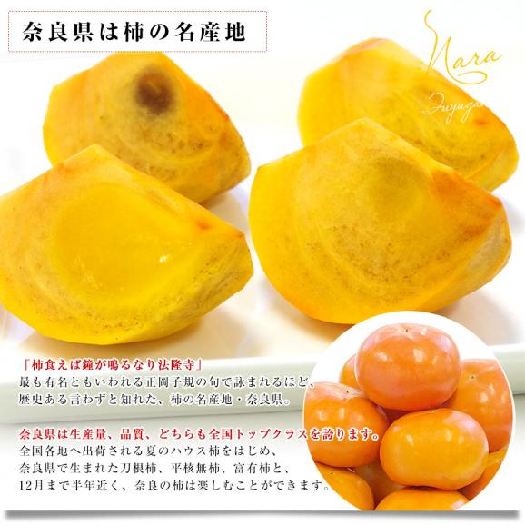 奈良県 JAならけん 富有柿 優品以上 2LからLサイズ 約2.5キロ(9玉から11玉）送料無料 柿 かき ふゆう柿05