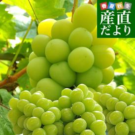 山梨県 又は 長野県産 シャインマスカット　約1.5キロ（3房）送料無料 ぶどう ブドウ 種なしぶどう 葡萄  ※クール便