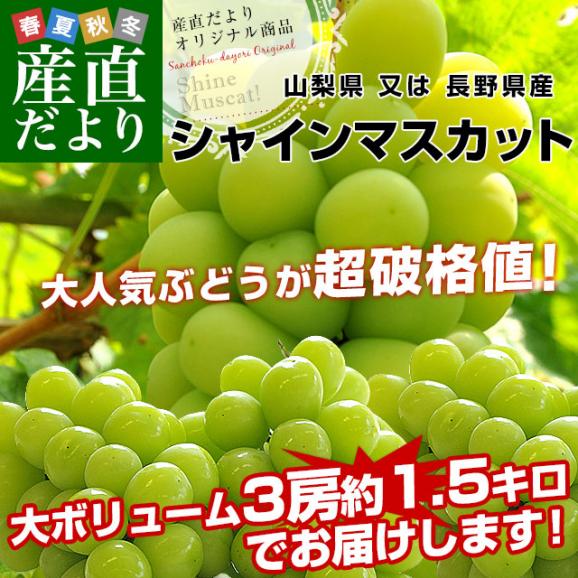 山梨県 又は 長野県産 シャインマスカット　約1.5キロ（3房）送料無料 ぶどう ブドウ 種なしぶどう 葡萄  ※クール便02