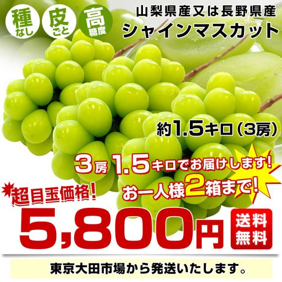 山梨県 又は 長野県産 シャインマスカット　約1.5キロ（3房）送料無料 ぶどう ブドウ 種なしぶどう 葡萄  ※クール便03
