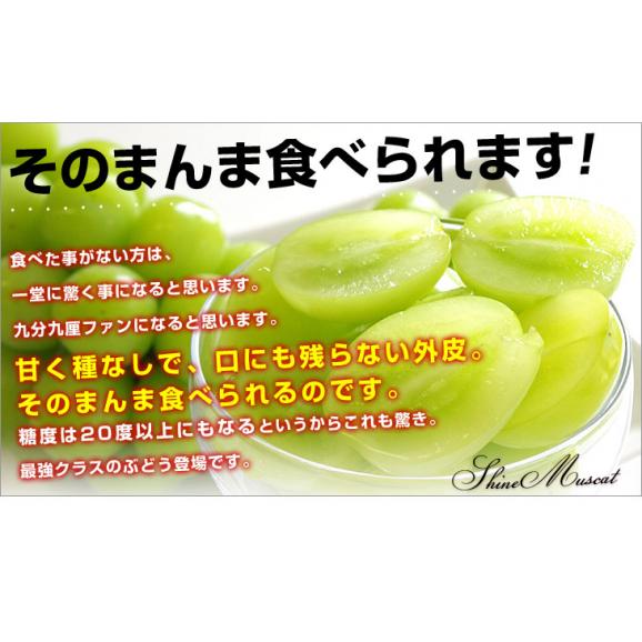 山梨県 又は 長野県産 シャインマスカット　約1.5キロ（3房）送料無料 ぶどう ブドウ 種なしぶどう 葡萄  ※クール便04