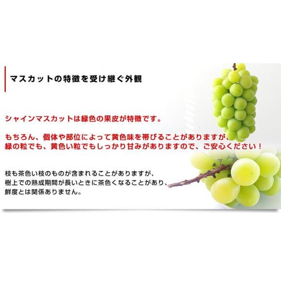 山梨県 又は 長野県産 シャインマスカット　約1.5キロ（3房）送料無料 ぶどう ブドウ 種なしぶどう 葡萄  ※クール便06