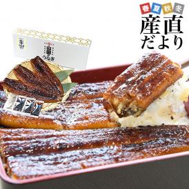 鹿児島県志布志産 山田水産の新仔うなぎ 長蒲焼き 大型160g前後×3尾詰め 送料無料 鰻 ウナギ 鰻師 新仔 加藤尚武さん 