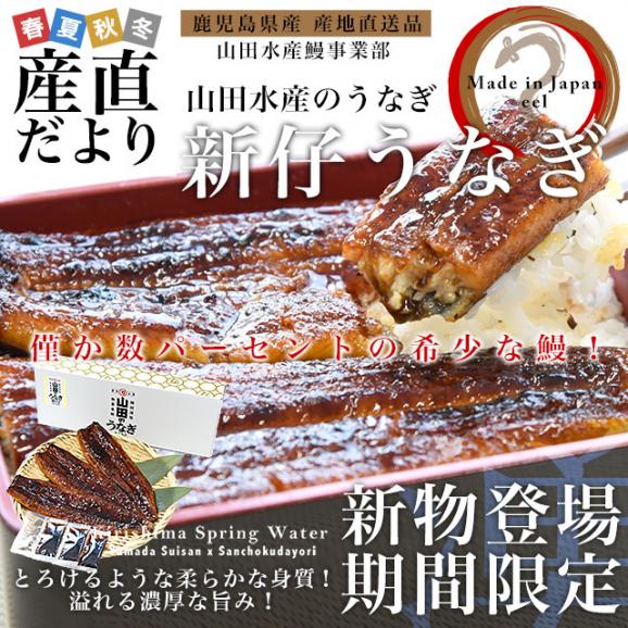 鹿児島県志布志産 山田水産の新仔うなぎ 長蒲焼き 大型160g前後×3尾詰め 送料無料 鰻 ウナギ 鰻師 新仔 加藤尚武さん 02