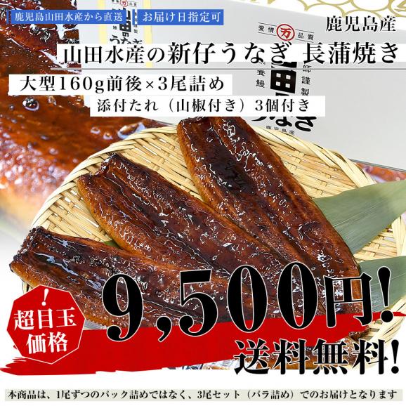鹿児島県志布志産 山田水産の新仔うなぎ 長蒲焼き 大型160g前後×3尾詰め 送料無料 鰻 ウナギ 鰻師 新仔 加藤尚武さん 03