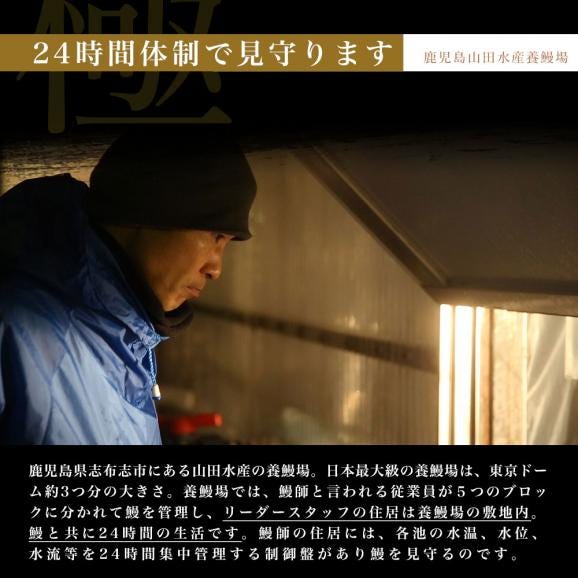 鹿児島県志布志産 山田水産の新仔うなぎ 長蒲焼き 大型160g前後×3尾詰め 送料無料 鰻 ウナギ 鰻師 新仔 加藤尚武さん 04