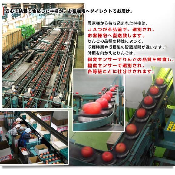 青森県より産地直送 JAつがる弘前 葉とらず太陽つがる 約3キロ(9玉から13玉)　りんご　リンゴ　林檎06