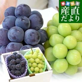 山梨県または長野県産シャインマスカット＆種なしピオーネ 各1房入り 合計900g以上 送料無料 ブドウ ぶどう 葡萄 クール便