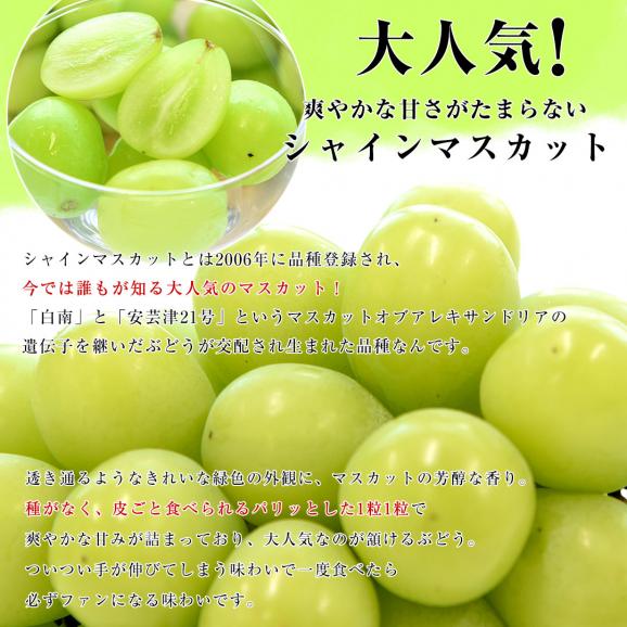山梨県または長野県産シャインマスカット＆種なしピオーネ 各1房入り 合計900g以上 送料無料 ブドウ ぶどう 葡萄 クール便04