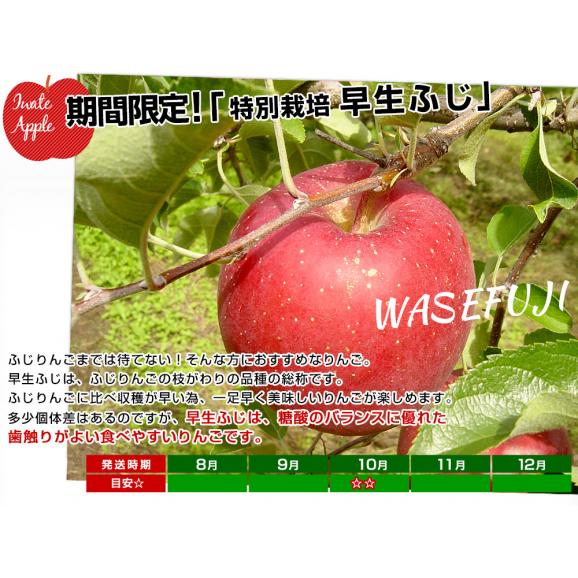 岩手県産 JAいわて中央 特別栽培りんご 早生ふじ 約3キロ（8玉から13玉入り）送料無料 林檎 リンゴ05
