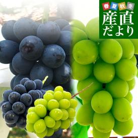 長野県産 シャインマスカット＆ナガノパープル（貯蔵品） 各1房 合計約1キロ 送料無料 ぶどう 葡萄 ぶどうセット