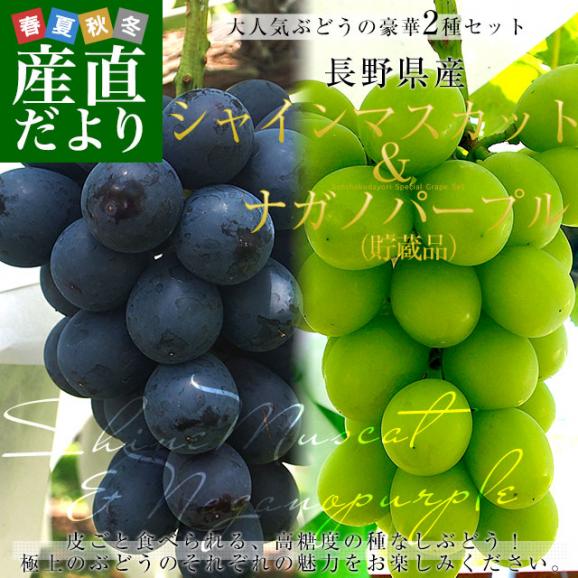 長野県産 シャインマスカット＆ナガノパープル（貯蔵品） 各1房 合計約1キロ 送料無料 ぶどう 葡萄 ぶどうセット02