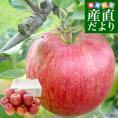 岩手県産 JAいわて中央 特別栽培りんご シナノスイート 約3キロ（8玉から13玉入り）送料無料 林檎 リンゴ