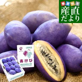 山形県 JAさがえ西村山 朝日町あけび生産組合 あけび 秀品 2LからSサイズ 約1キロ（6玉から15玉入り）送料無料 アケビ 木通 通草