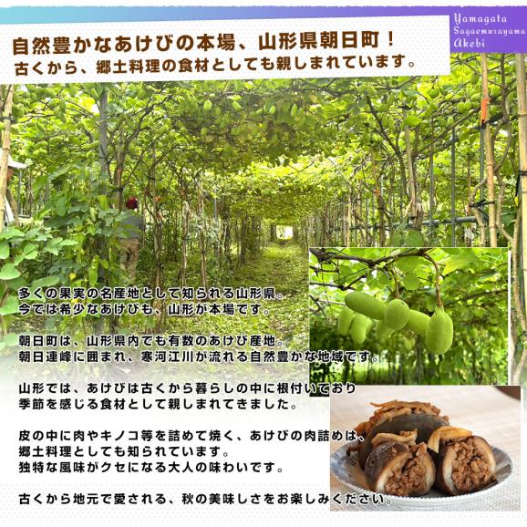 山形県 JAさがえ西村山 朝日町あけび生産組合 あけび 秀品 2LからSサイズ 約1キロ（6玉から15玉入り）送料無料 アケビ 木通 通草05