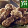 国産松茸（つぼみ）300g前後（5本から10本前後） 送料無料 クール便 まつたけ マツタケ 市場発送