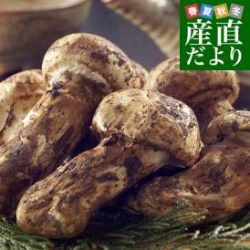 国産松茸（つぼみ）300g前後（5本から10本前後） 送料無料 クール便 まつたけ マツタケ 市場発送