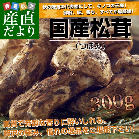 国産松茸（つぼみ）300g前後（5本から10本前後） 送料無料 クール便 まつたけ マツタケ 市場発送02