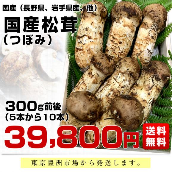 国産松茸（つぼみ）300g前後（5本から10本前後） 送料無料 クール便 まつたけ マツタケ 市場発送03