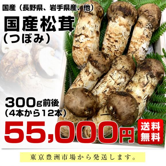 国産松茸（つぼみ）300g前後（4本から12本前後） 送料無料 クール便 まつたけ マツタケ 市場発送03