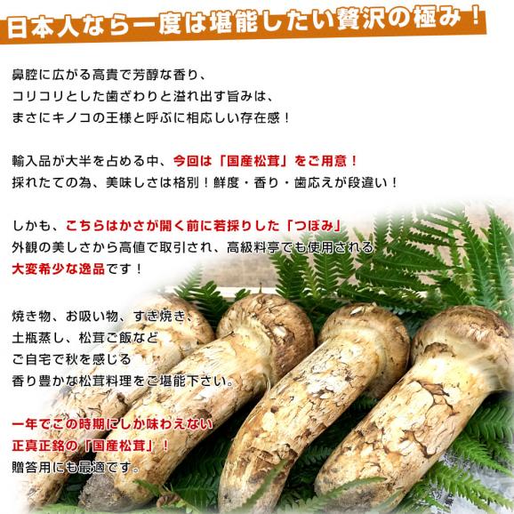 国産松茸（つぼみ）300g前後（5本から10本前後） 送料無料 クール便 まつたけ マツタケ 市場発送04